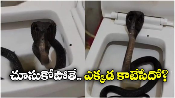 Viral Video: ఫ్లష్ కొట్టగానే.. బుస్సు అంటూ పైకిలేచిన తాచు పాము, పాపం.. గుండె జారింది!