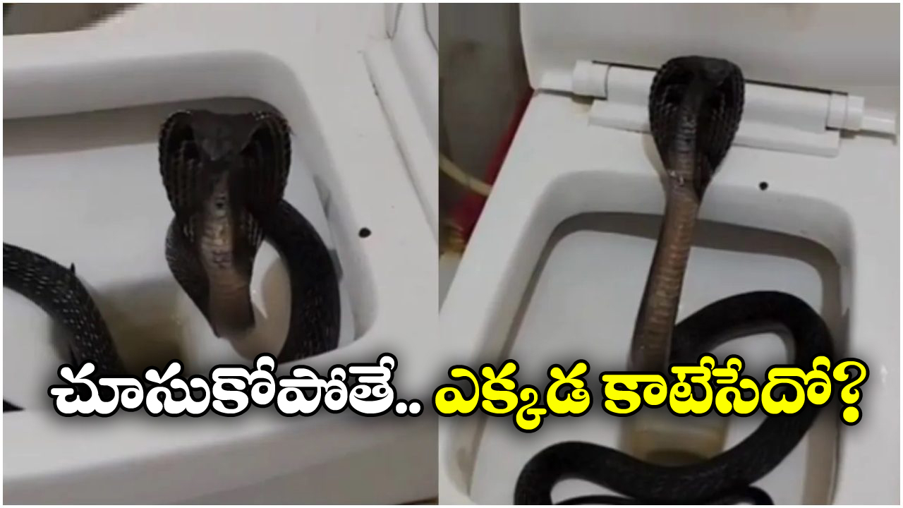 Viral Video: ఫ్లష్ కొట్టగానే.. బుస్సు అంటూ పైకిలేచిన తాచు పాము, పాపం.. గుండె జారింది!