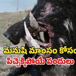 OTT Movie : పందుల పైశాచికం… మనుషుల్ని పీక్కుతినే విడ్డూరం… వెన్నులో వణుకు పుట్టించే సీన్లు మావా