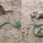 Cat Vs Snake: పిల్లికి చెలగాటం.. పాముకు ప్రాణ సంకటం.. గెలిచింది ఎవరు?