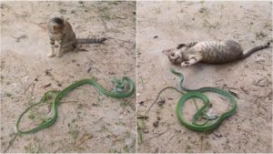 Cat Vs Snake: పిల్లికి చెలగాటం.. పాముకు ప్రాణ సంకటం.. గెలిచింది ఎవరు?