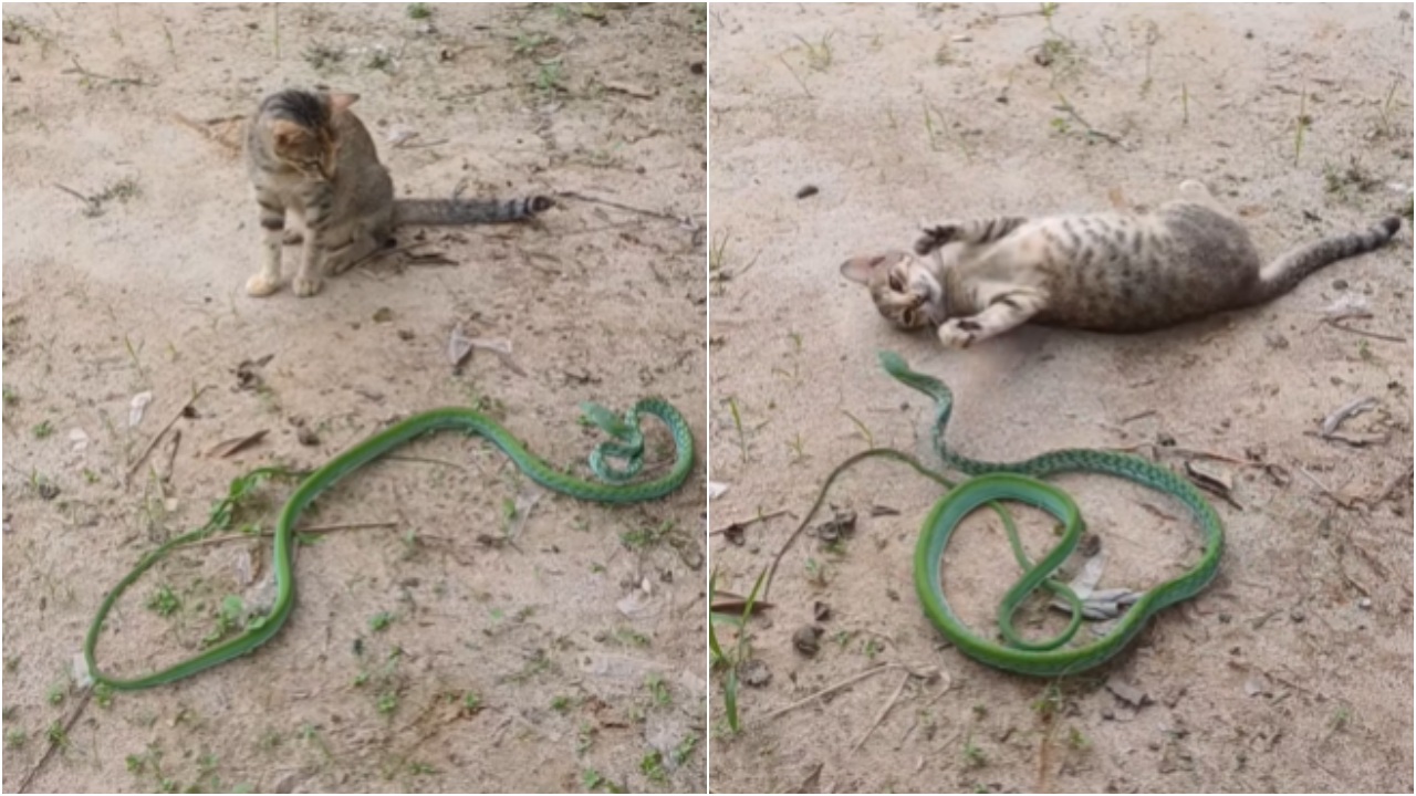 Cat Vs Snake: పిల్లికి చెలగాటం.. పాముకు ప్రాణ సంకటం.. గెలిచింది ఎవరు?