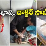 Treatment to Snake: పాముకు వైద్యం చేసిన డాక్టర్, ప్రశంసలు కురిపిస్తున్న నెటిజన్లు!