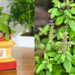 Tulsi Plant: వాస్తు ప్రకారం.. తులసి మొక్కను ఏ దిశలో నాటాలి ?