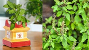 Tulsi Plant: వాస్తు ప్రకారం.. తులసి మొక్కను ఏ దిశలో నాటాలి ?