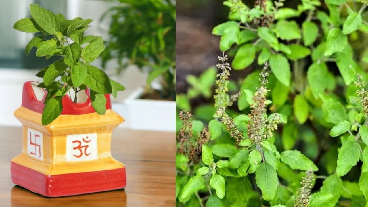 Tulsi Plant: వాస్తు ప్రకారం.. తులసి మొక్కను ఏ దిశలో నాటాలి ?