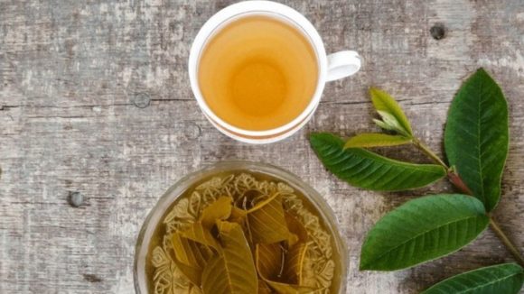 Guava Leaves: జామ ఆకులను ఇలా వాడితే.. మీ రోగాలన్నీ మాయం ! Guava Leaves: జామ ఆకులను ఇలా వాడితే.. మీ రోగాలన్నీ మాయం !