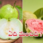 White Guava vs Red Guava: ఎలాంటి జామపండ్లు ఆరోగ్యానికి మంచివో తెలుసా ?