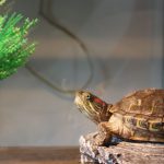 Tortoise For Vastu: ఇంట్లో తాబేలును ఈ దిశలో ఉంచితే.. డబ్బుకు లోటుండదు !
