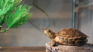 Tortoise For Vastu: ఇంట్లో తాబేలును ఈ దిశలో ఉంచితే.. డబ్బుకు లోటుండదు !