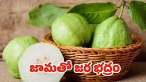 Guava: వీళ్లు జామ కాయలు అస్సలు తినకూడదు, పొరపాటున తిన్నారో..
