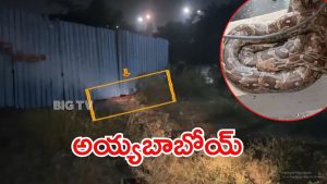 Hyderabad News: హైదరాబాద్‌ శివారులో జంతువుల హంగామా,  12 అడుగుల భారీ మొసలి.. భయాందోళనలో ప్రజలు