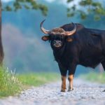 Amaravati News: ఆంధ్రా అడవులకు మరో అతిథి.. రేపో మాపో అడవి దున్నలు రాక!