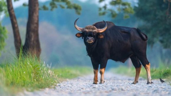 Amaravati News: ఆంధ్రా అడవులకు మరో అతిథి.. రేపో మాపో అడవి దున్నలు రాక! Amaravati News: ఆంధ్రా అడవులకు మరో అతిథి.. రేపో మాపో అడవి దున్నలు రాక!