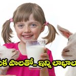 Goat Milk Benefits: మేక పాలు తాగితే.. మతిపోయే లాభాలు, తెలిస్తే అస్సలు వదలరు !