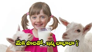 Goat Milk Benefits: మేక పాలు తాగితే.. మతిపోయే లాభాలు, తెలిస్తే అస్సలు వదలరు !