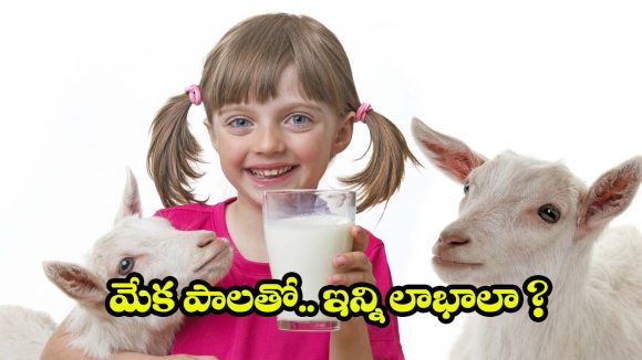 Goat Milk Benefits: మేక పాలు తాగితే.. మతిపోయే లాభాలు, తెలిస్తే అస్సలు వదలరు !