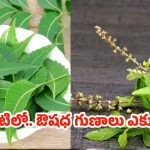 Neem Vs Tulsi: నిమ్మ Vs తులసి.. వేటిలో ఔషధ గుణాలు ఎక్కువంటే ?