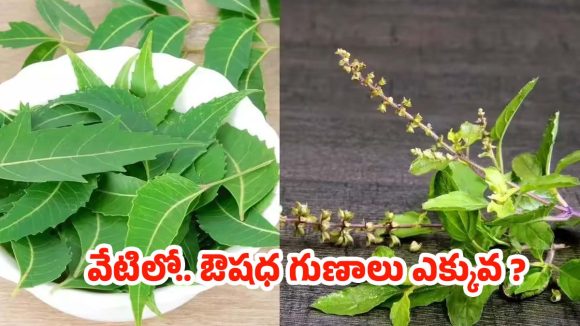 Neem Vs Tulsi: నిమ్మ Vs తులసి.. వేటిలో ఔషధ గుణాలు ఎక్కువంటే ? Neem Vs Tulsi: నిమ్మ Vs తులసి.. వేటిలో ఔషధ గుణాలు ఎక్కువంటే ?