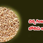 Poppy Seeds: గసగసాలతో గంపెడు లాభాలు.. ఈ వ్యాధులన్నీ పరార్ !