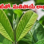 Guava Leaves For Health: జామ ఆకులు తింటే.. ఆశ్చర్యకర లాభాలు!