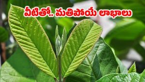 Guava Leaves For Health: జామ ఆకులు తింటే.. ఆశ్చర్యకర లాభాలు!