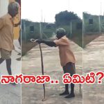 Viral News: ఎంతకొట్టినా చావడం లేదని.. నోటితో కొరికి పాముని చంపేశాడు, వింత ఘటన ఎక్కడ?