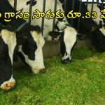 AP Dairy Farmers: పాడి రైతులకు గుడ్ న్యూస్.. పశుగ్రాసం సాగుకు 100% రాయితీ.. దరఖాస్తు ఇలా!