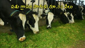 AP Dairy Farmers: పాడి రైతులకు గుడ్ న్యూస్.. పశుగ్రాసం సాగుకు 100% రాయితీ.. దరఖాస్తు ఇలా!