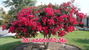 Bougainvillea Tree: నీరు ఎక్కువయితే వాడిపోతుంది.. తక్కువయితే పూస్తుంది! ఈ చెట్టు మిస్టరీ ఏమిటి?