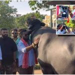 Sadar Festival: సదర్ దున్నపోతుకు కాస్ట్లీ మద్యం.. అసలు ట్విస్ట్ ఏంటంటే?