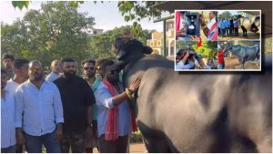 Sadar Festival: సదర్ దున్నపోతుకు కాస్ట్లీ మద్యం.. అసలు ట్విస్ట్ ఏంటంటే?