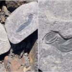 Dinosaur Condom: డైనోసార్ కండోమ్.. రాయిని బద్దలకొడితే ఇది బయటపడింది, సైజ్ ఏంటీ సామి అంత ఉంది?