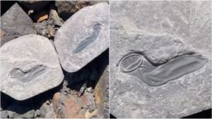 Dinosaur Condom: డైనోసార్ కండోమ్.. రాయిని బద్దలకొడితే ఇది బయటపడింది, సైజ్ ఏంటీ సామి అంత ఉంది?