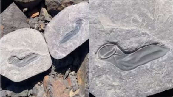 Dinosaur Condom: డైనోసార్ కండోమ్.. రాయిని బద్దలకొడితే ఇది బయటపడింది, సైజ్ ఏంటీ సామి అంత ఉంది?