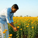 Rabi Crops MSP Hike: పండుగ రోజు రైతులకు గుడ్ న్యూస్.. ఈ ఆరు పంటల మద్దతు ధరలు పెంపు