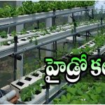 Farming: నారుమళ్లు, దుక్కి దున్నటాలకు గుడ్ బై, ఇక మట్టి లేకుండా వ్యవసాయం చేయ్యొచ్చు!