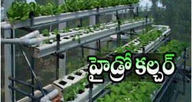 Farming: నారుమళ్లు, దుక్కి దున్నటాలకు గుడ్ బై, ఇక మట్టి లేకుండా వ్యవసాయం చేయ్యొచ్చు!