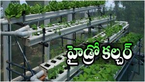 Farming: నారుమళ్లు, దుక్కి దున్నటాలకు గుడ్ బై, ఇక మట్టి లేకుండా వ్యవసాయం చేయ్యొచ్చు!