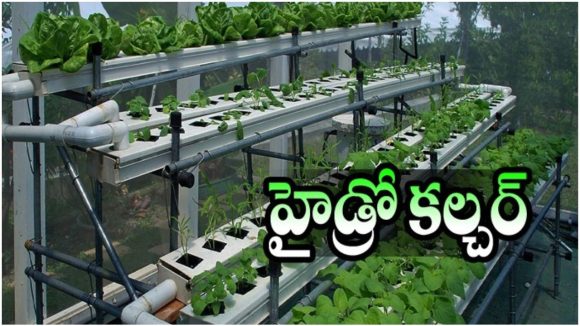 Farming: నారుమళ్లు, దుక్కి దున్నటాలకు గుడ్ బై, ఇక మట్టి లేకుండా వ్యవసాయం చేయ్యొచ్చు!