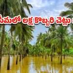 Conaseema: కేశనపల్లిలో కొబ్బరి చెట్లు మాయం.. కారణం ఏమిటంటే?