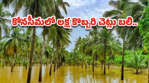 Conaseema: కేశనపల్లిలో కొబ్బరి చెట్లు మాయం.. కారణం ఏమిటంటే?