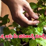 Mint leaves benefits: ఉదయాన్నే ఈ ట్రిక్ చేస్తేచాలు.. మీ రోగాలన్నీ బలాదూర్