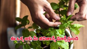 Mint leaves benefits: ఉదయాన్నే ఈ ట్రిక్ చేస్తేచాలు.. మీ రోగాలన్నీ బలాదూర్