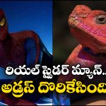 Spiderman Lizard: రాళ్లపై నివసించే రియల్ స్పైడర్ మ్యాన్.. ఎక్కడుందో తెలుసా?