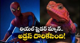 Spiderman Lizard: రాళ్లపై నివసించే రియల్ స్పైడర్ మ్యాన్.. ఎక్కడుందో తెలుసా?