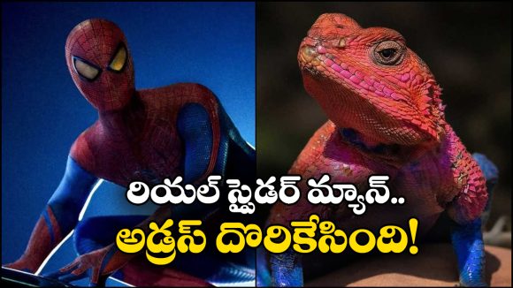 Spiderman Lizard: రాళ్లపై నివసించే రియల్ స్పైడర్ మ్యాన్.. ఎక్కడుందో తెలుసా?