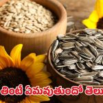 Sunflower Seeds: రోజూ ఇవి తింటే గుండెజబ్బులు మాయం… క్యాన్సర్ దూరం