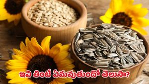 Sunflower Seeds: రోజూ ఇవి తింటే గుండెజబ్బులు మాయం… క్యాన్సర్ దూరం