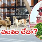 Supreme Court on Dogs: వీధికుక్కల ఇష్యూ.. తప్పుగా చిత్రీకరణ,  పలు రాష్ట్రాలపై సుప్రీంకోర్టు ఆగ్రహం
